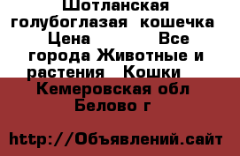 Шотланская голубоглазая  кошечка › Цена ­ 5 000 - Все города Животные и растения » Кошки   . Кемеровская обл.,Белово г.